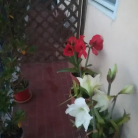 Casa Silvia Guest house Caltagirone